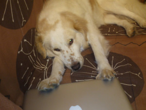 Ugo, il mio cane, allontana con le zampe il Macbook che ha vicino.